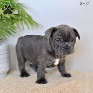 Shiloh, French Bulldog Puppy