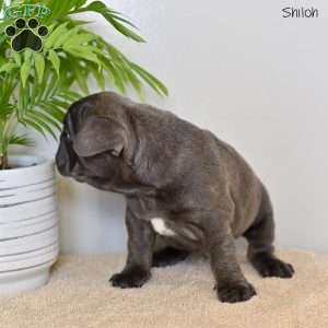 Shiloh, French Bulldog Puppy
