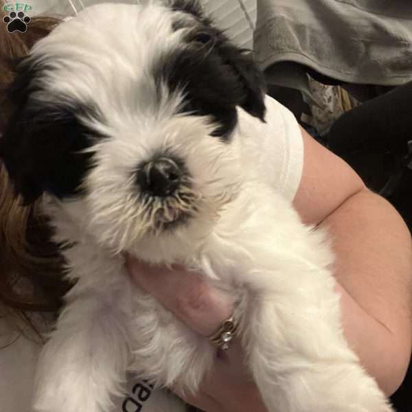 Taylor, Morkie / Yorktese Puppy