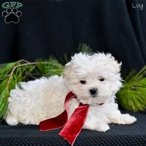 Lily, Maltese Puppy
