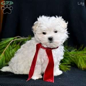 Lily, Maltese Puppy