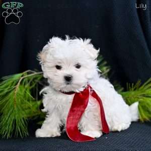 Lily, Maltese Puppy