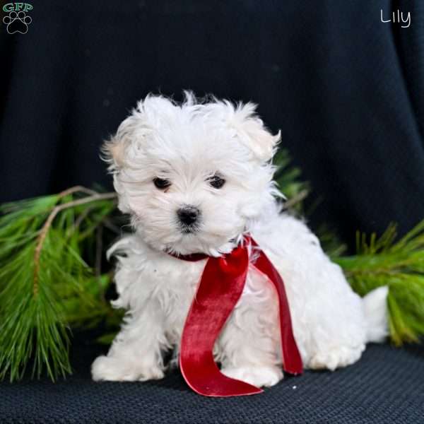 Lily, Maltese Puppy