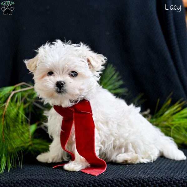 Lacy, Maltese Puppy