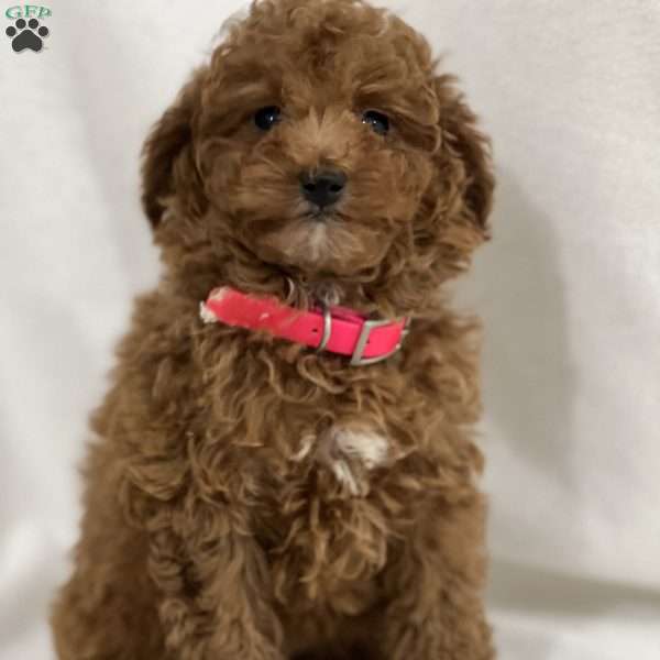 Rumi, Miniature Poodle Puppy