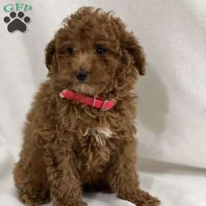 Rumi, Miniature Poodle Puppy