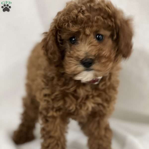 Roxanne, Miniature Poodle Puppy