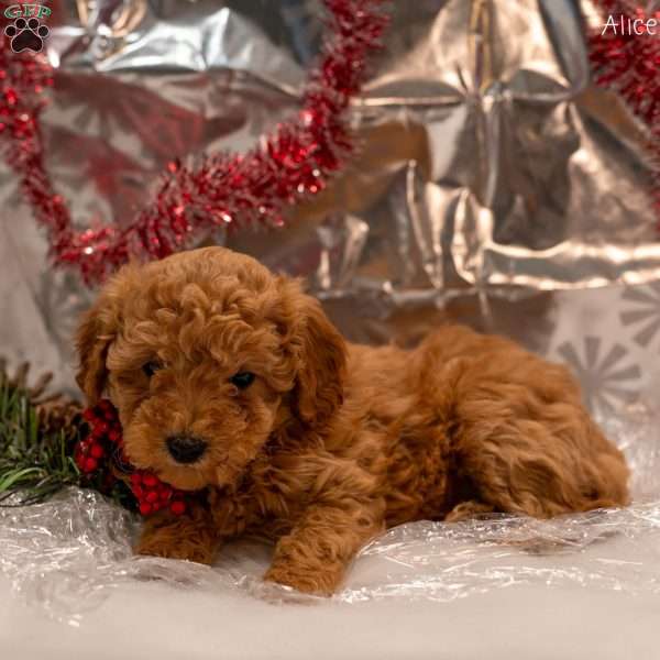 Alice, Mini Goldendoodle Puppy