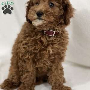 Roxanne, Miniature Poodle Puppy