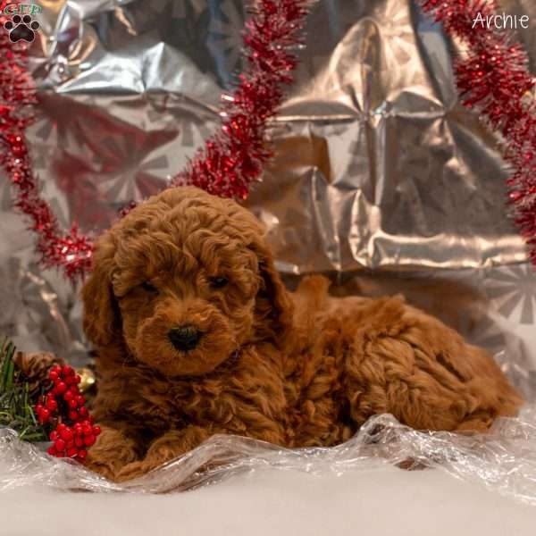 Archie, Mini Goldendoodle Puppy