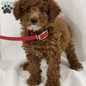 Roxette, Miniature Poodle Puppy