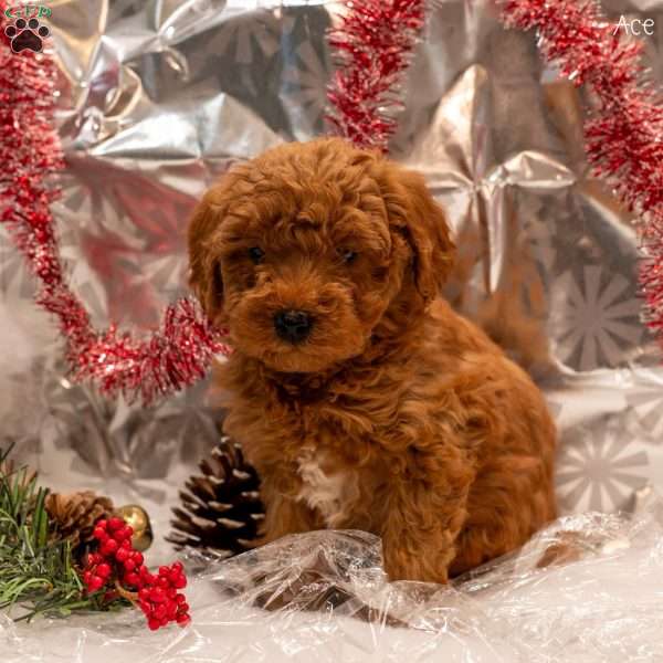 Ace, Mini Goldendoodle Puppy