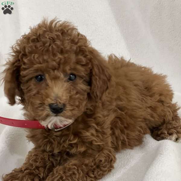 Roxette, Miniature Poodle Puppy
