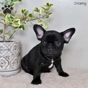 Stormy, French Bulldog Puppy