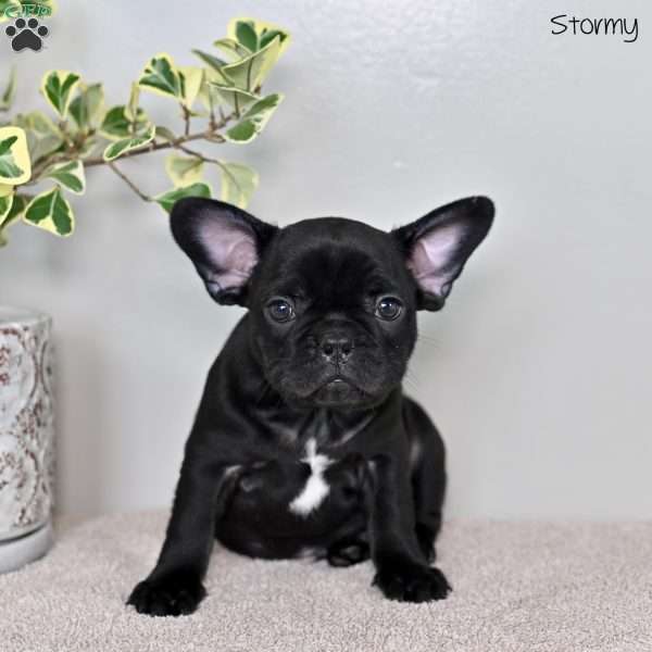 Stormy, French Bulldog Puppy