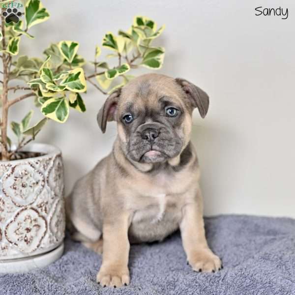 Sandy, French Bulldog Puppy