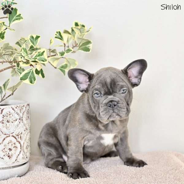 Shiloh, French Bulldog Puppy