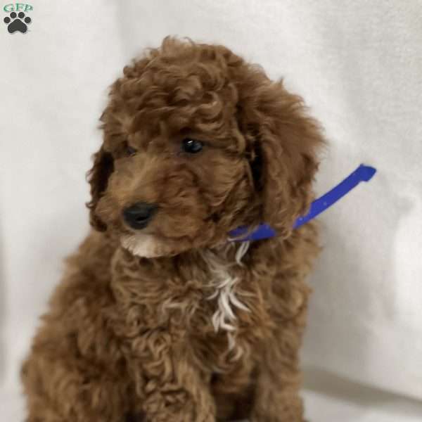 Richie, Miniature Poodle Puppy