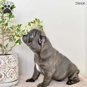Shiloh, French Bulldog Puppy