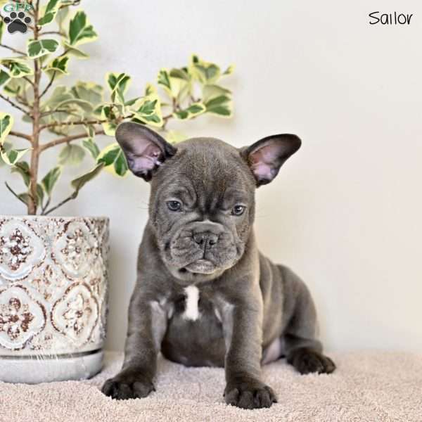 Sailor, French Bulldog Puppy