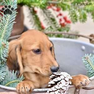Pumpkin, Dachshund Puppy