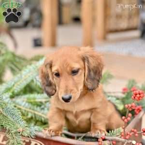 Pumpkin, Dachshund Puppy