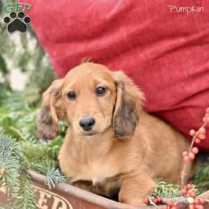 Pumpkin, Dachshund Puppy