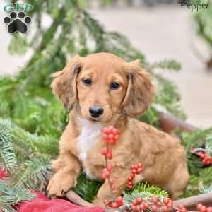 Pepper, Dachshund Puppy