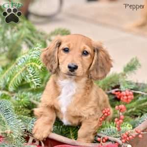 Pepper, Dachshund Puppy