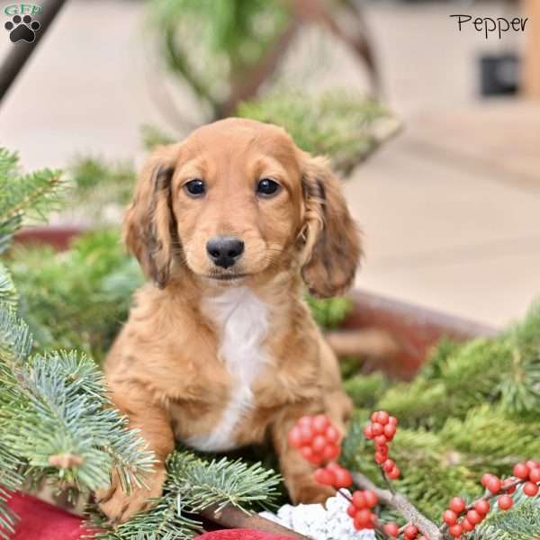 Pepper, Dachshund Puppy