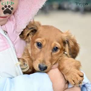 Pepper, Dachshund Puppy