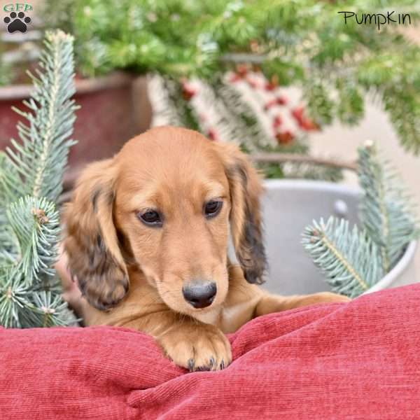 Pumpkin, Dachshund Puppy