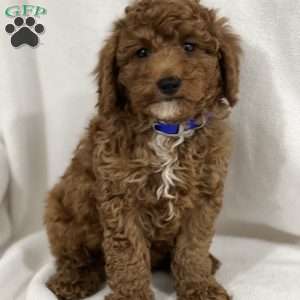 Richie, Miniature Poodle Puppy