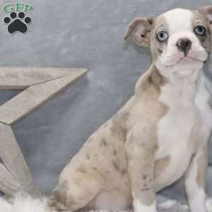 Huckleberry, Frenchton Puppy