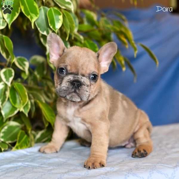Dora, French Bulldog Puppy