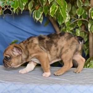 Dacia, French Bulldog Puppy