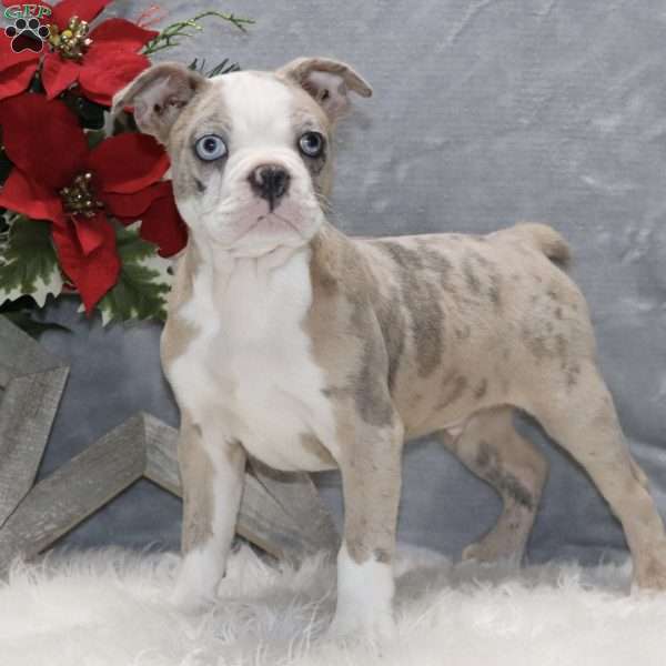 Huckleberry, Frenchton Puppy
