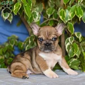Dacia, French Bulldog Puppy