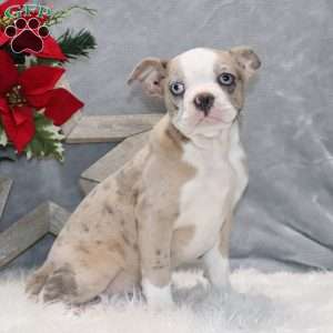 Huckleberry, Frenchton Puppy