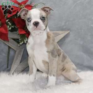 Huckleberry, Frenchton Puppy