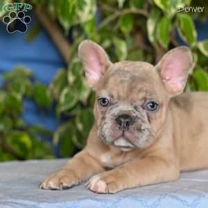 Denver, French Bulldog Puppy