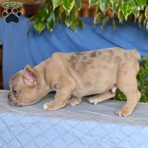 Denver, French Bulldog Puppy