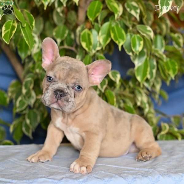 Denver, French Bulldog Puppy