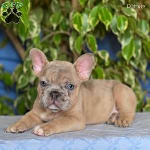 Denver, French Bulldog Puppy