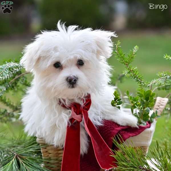 Bingo, Maltese Puppy