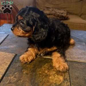 Betsy, Cavapoo Puppy
