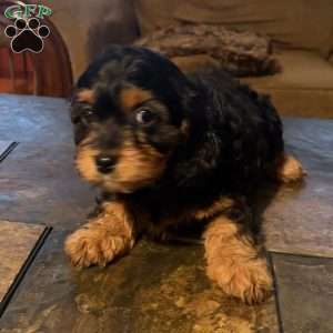 Betsy, Cavapoo Puppy