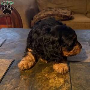 Betsy, Cavapoo Puppy