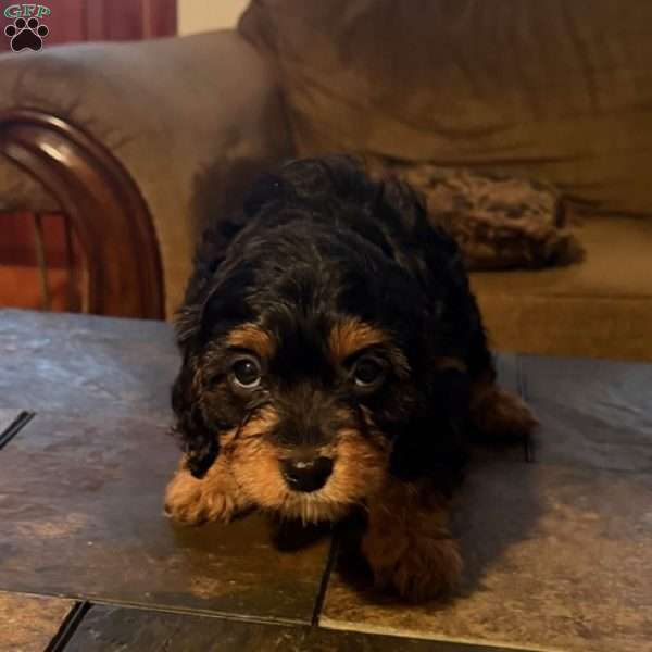 Betsy, Cavapoo Puppy