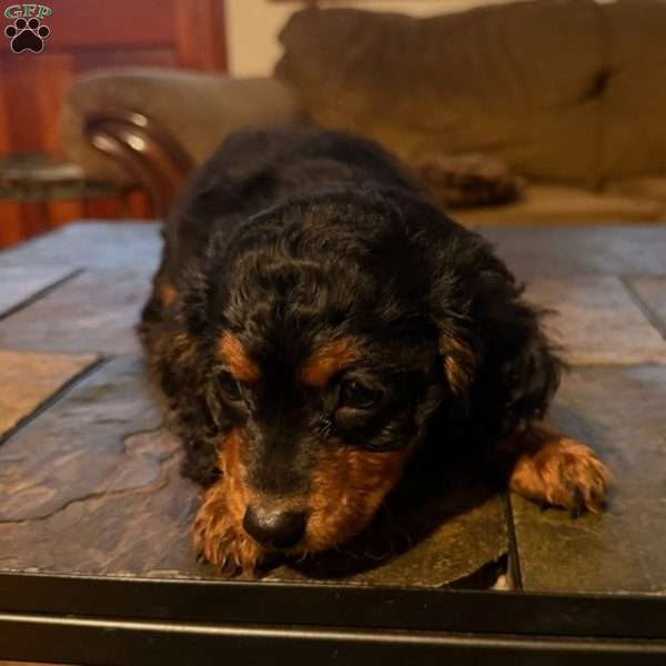 Vicky, Cavapoo Puppy